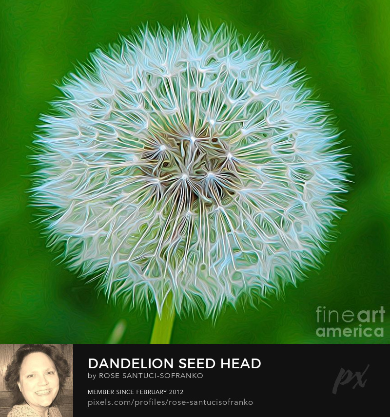 Dandelion Seed Head Expressionist Effect Photography Prints