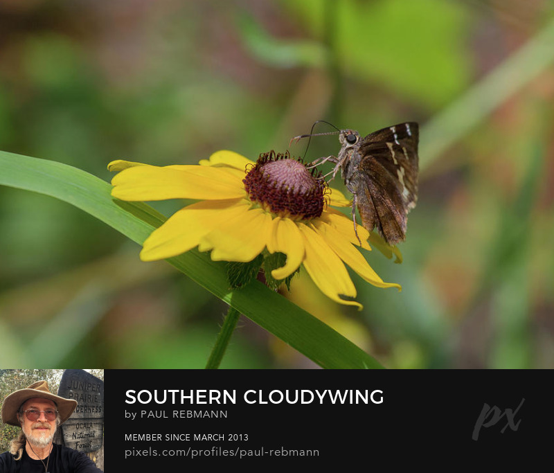 View online purchase options for Southern Cloudywing On Blackeyed Susan by Paul Rebmann
