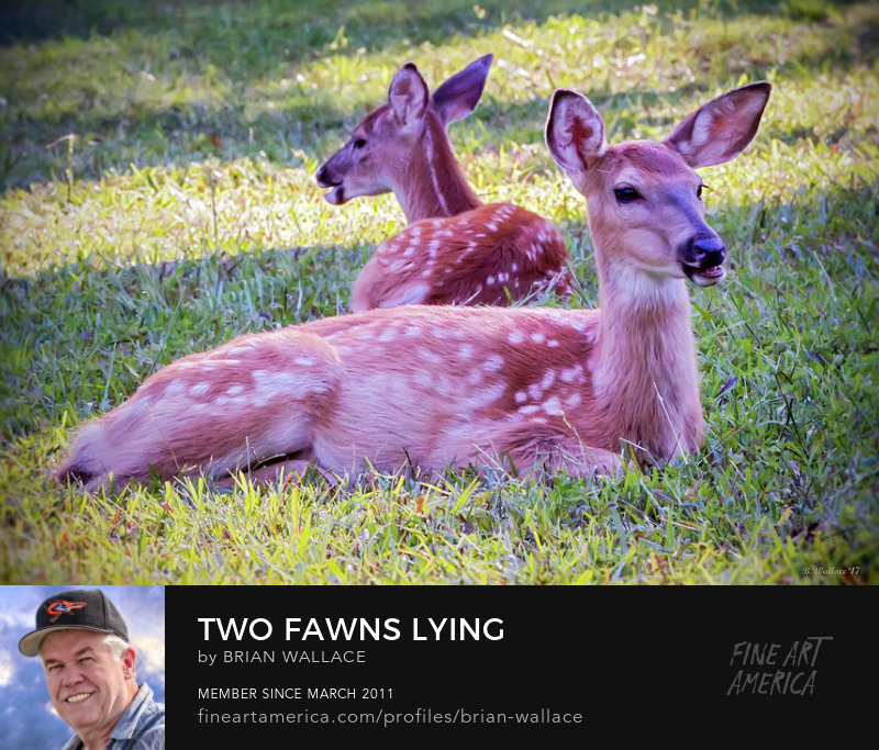 Two Fawns Lying by Brian Wallace