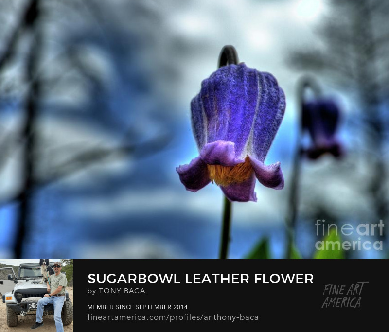 Sugarbowl Leather Flower by Tony Baca