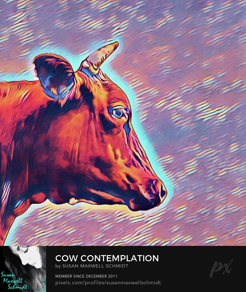 Cow Contemplation Art Print by Susan Maxwell Schmidt