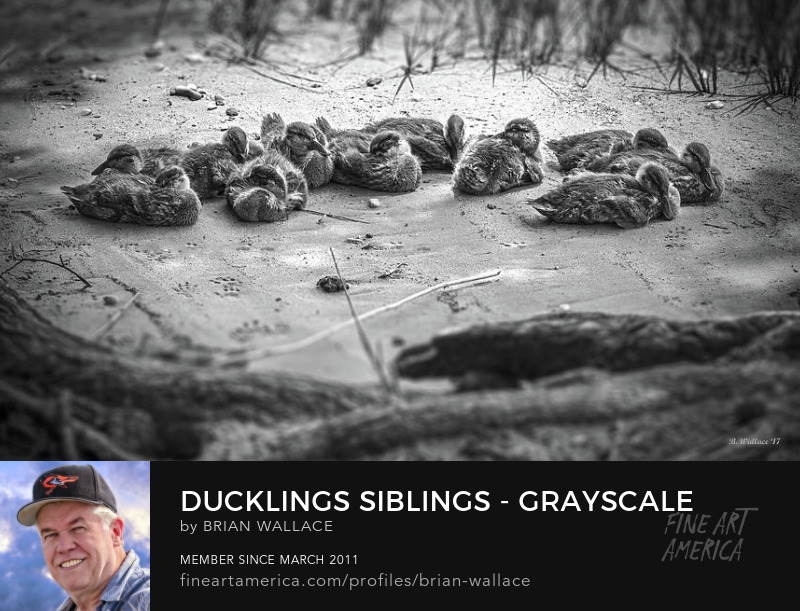 Ducklings Siblings - Grayscale