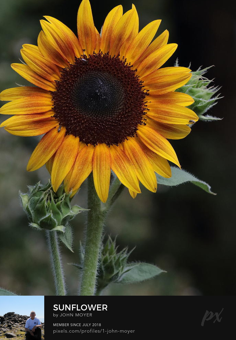 Sunflower (Helianthus annuus) variety Firecracker, July 7, 2018