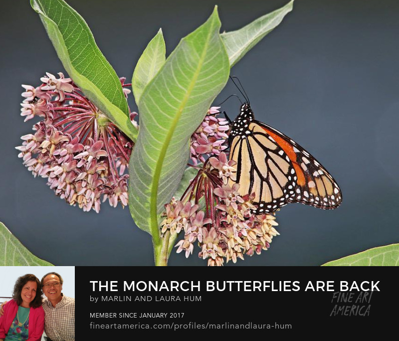 The Monarch Butterflies are Back by Marlin and Laura Hum