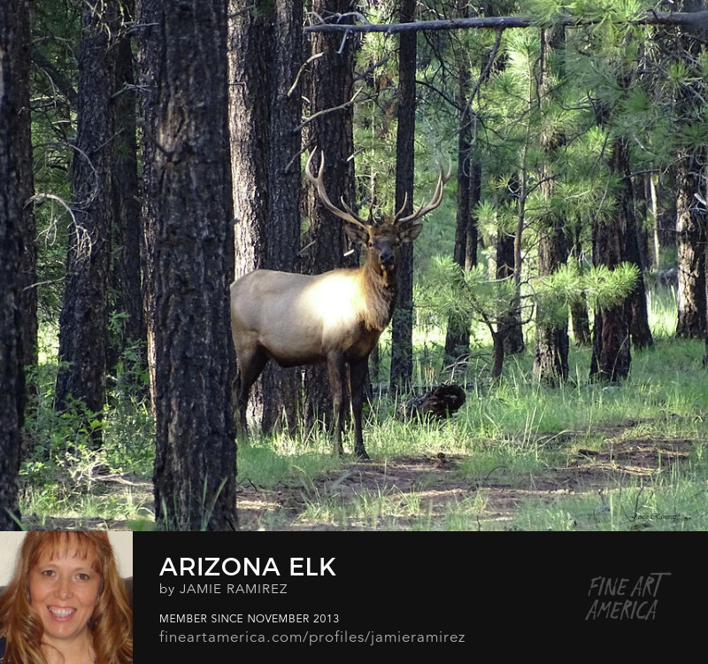Arizona Elk Photography by Jamie Ramirez Sell Art Online