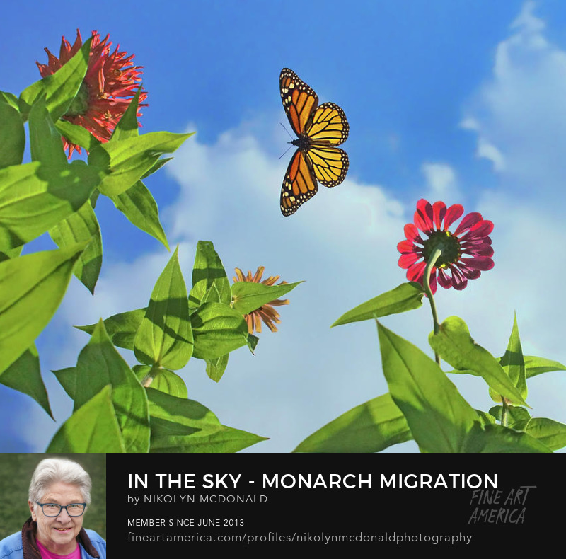 In the Sky - Monarch Migration - Butterfly by Nikolyn McDonald