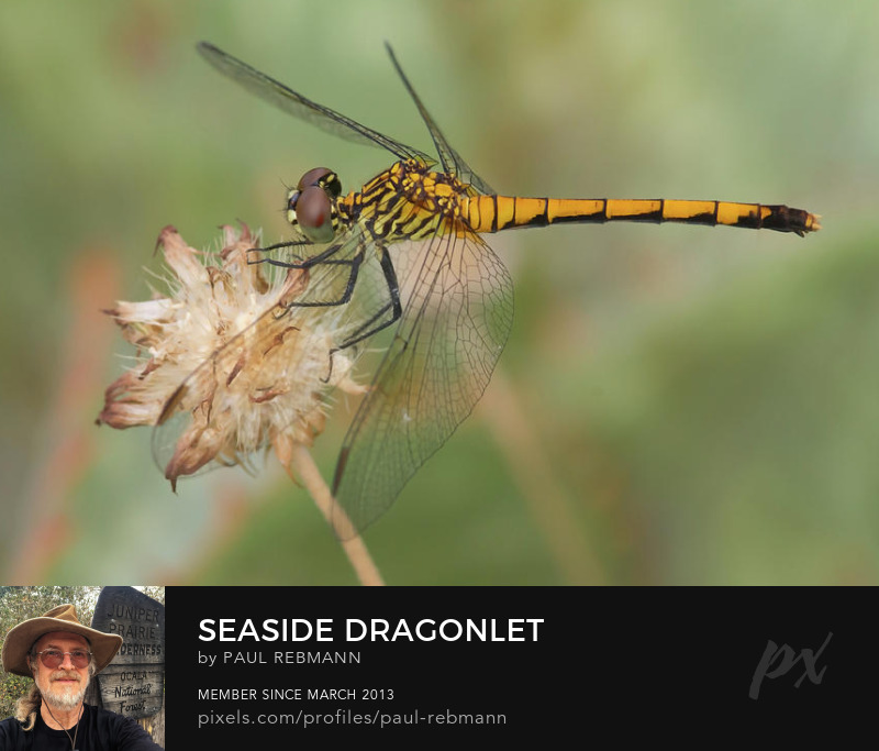 View online purchase options for Seaside Dragonlet by Paul Rebmann