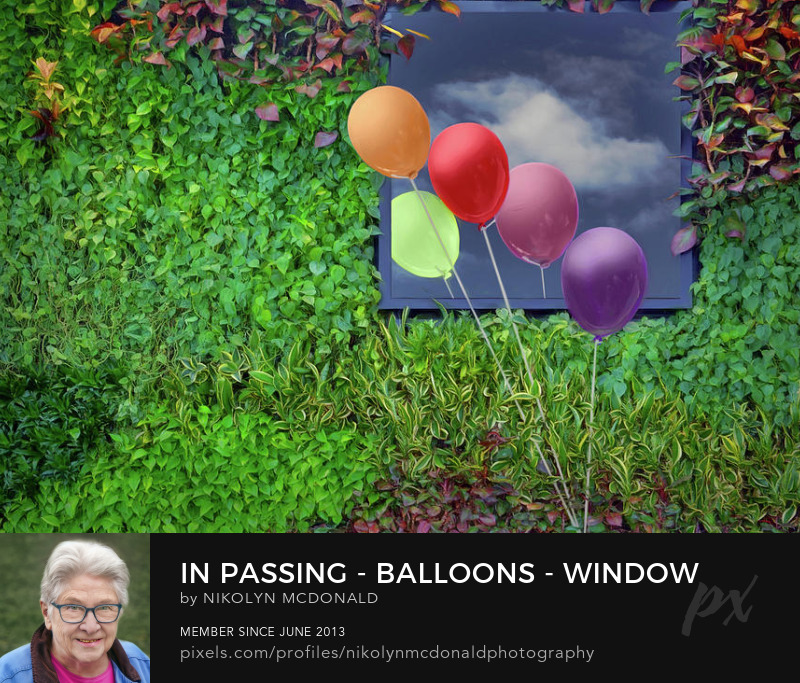colorful balloons leaves wall sky and window by nikolyn mcdonald