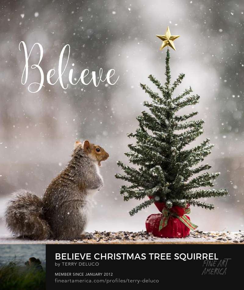 Believe Christmas Tree Squirrel by Terry DeLuco