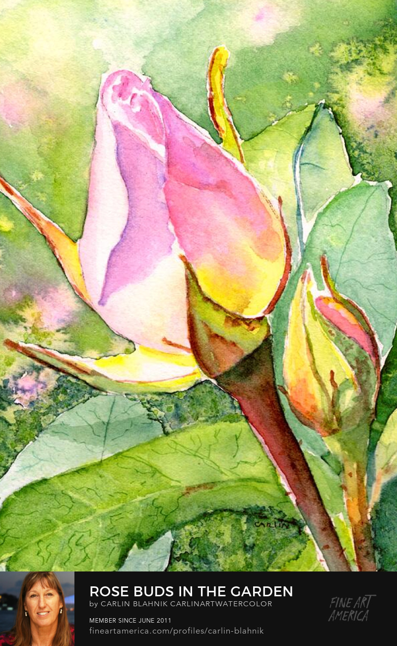 Pink Rose Flower Watercolor Painting Print by Carlin Blahnik