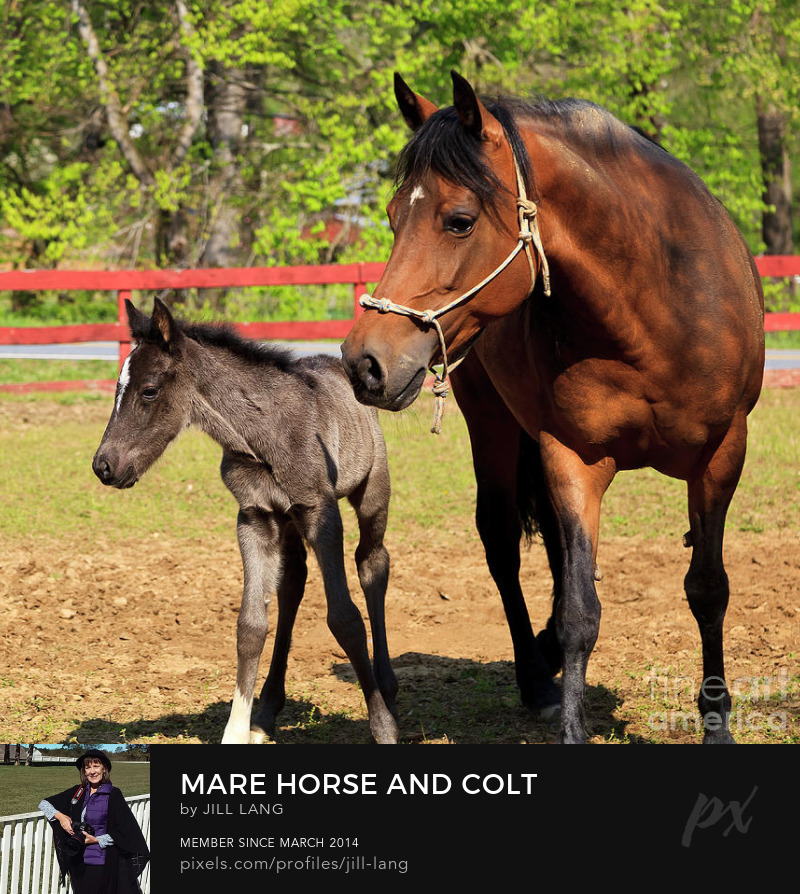 Horse and Colt