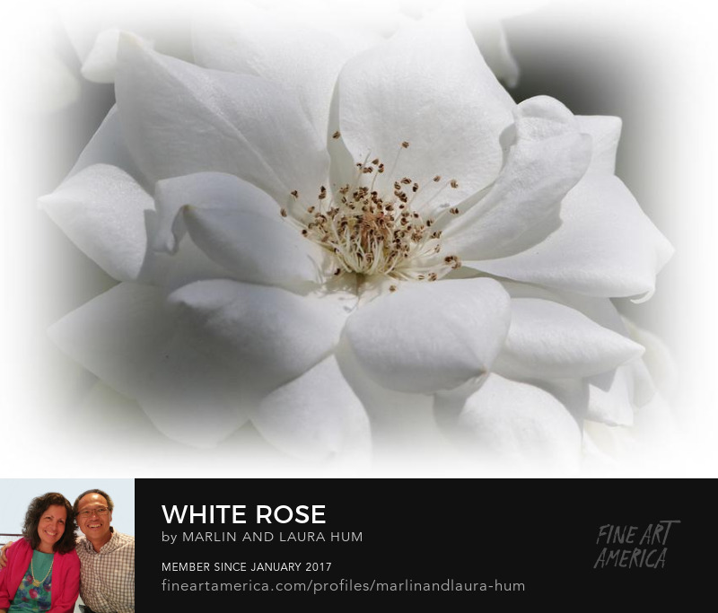 White Rose by Marlin and Laura Hum
