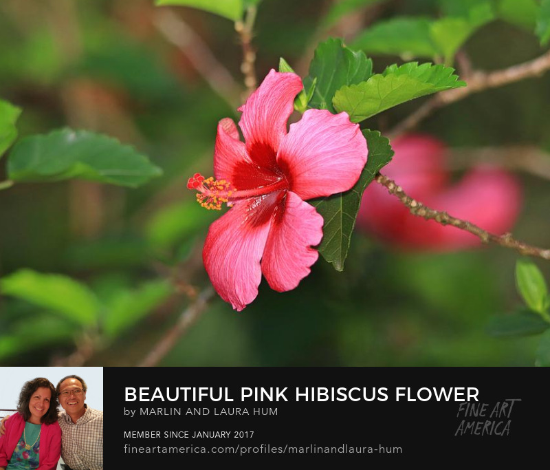 Beautiful Pink Hibiscus Flower Green Leaves Marlin and Laura Hum