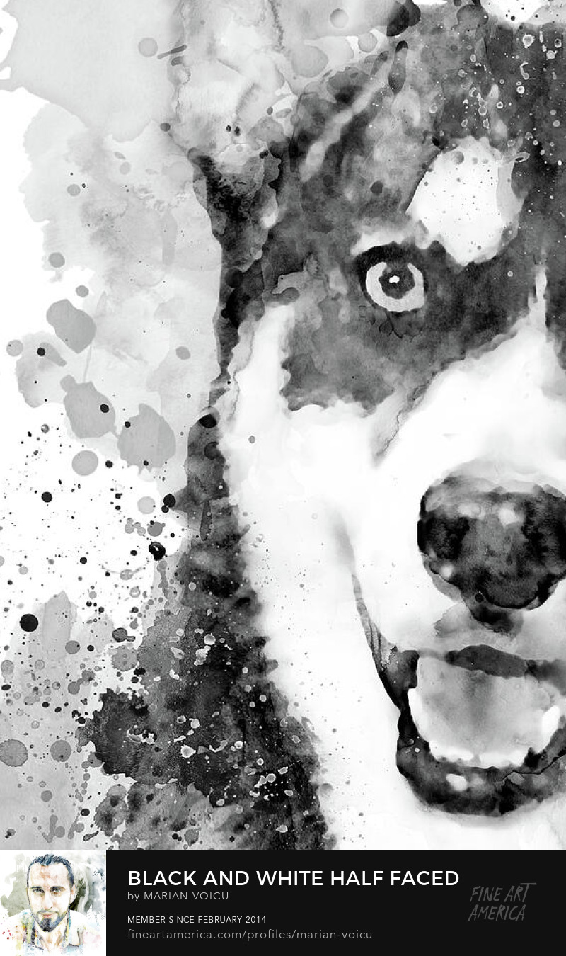 Black and white watercolor portrait of a half-faced husky