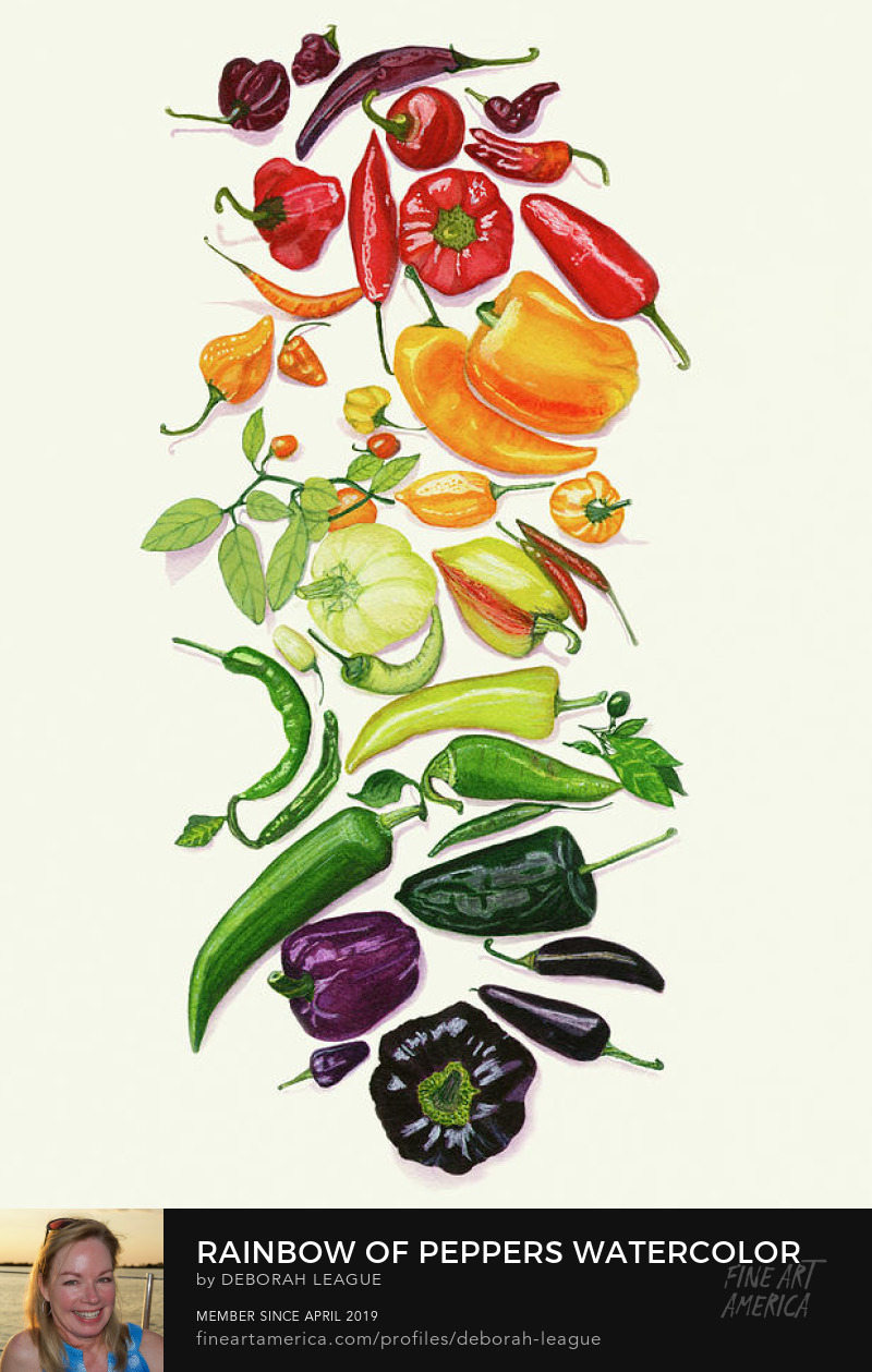 watercolor painting various garde peppers colorful realistic by Deborah League