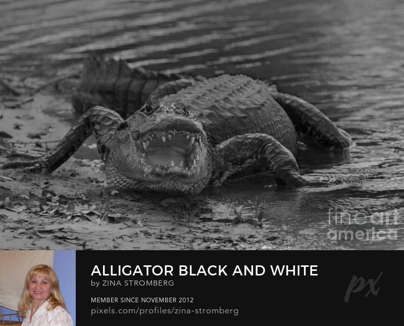 Florida alligator at the lake Art Prints