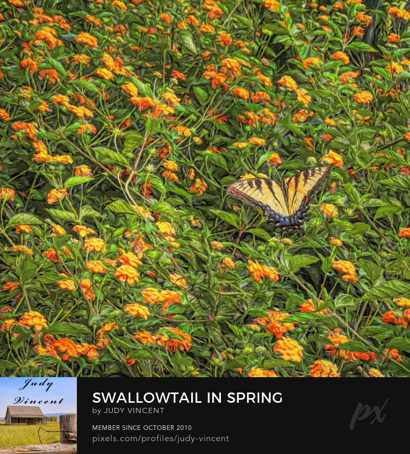 Swallowtail in Spring