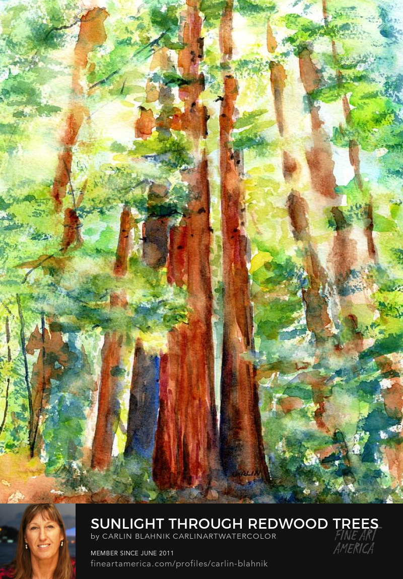 Redwood Trees Watercolor Painting Print by Carlin Blahnik