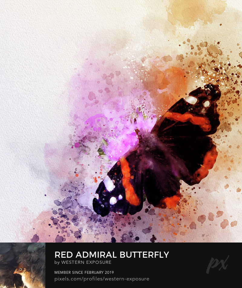 Red Admiral Butterfly Vanessa atalanta Art Print 