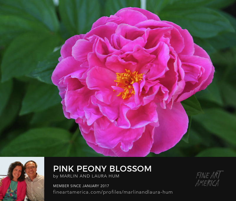 Pink Peony Blossom by Marlin and Laura Hum