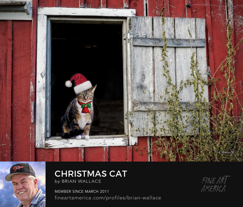 Christmas Cat by Brian Wallace