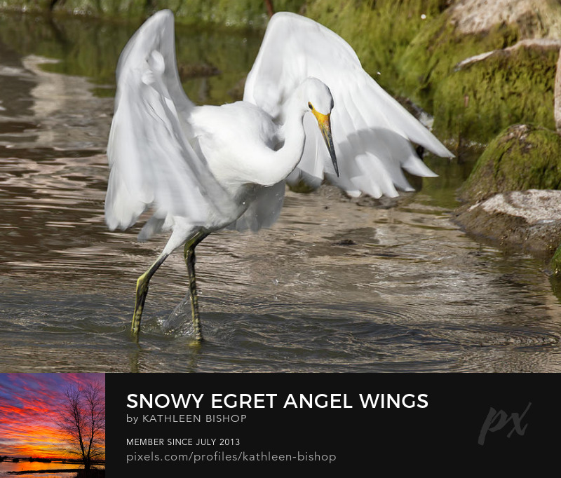 Snowy Egret Angel Wings by Kathleen Bishop Photography