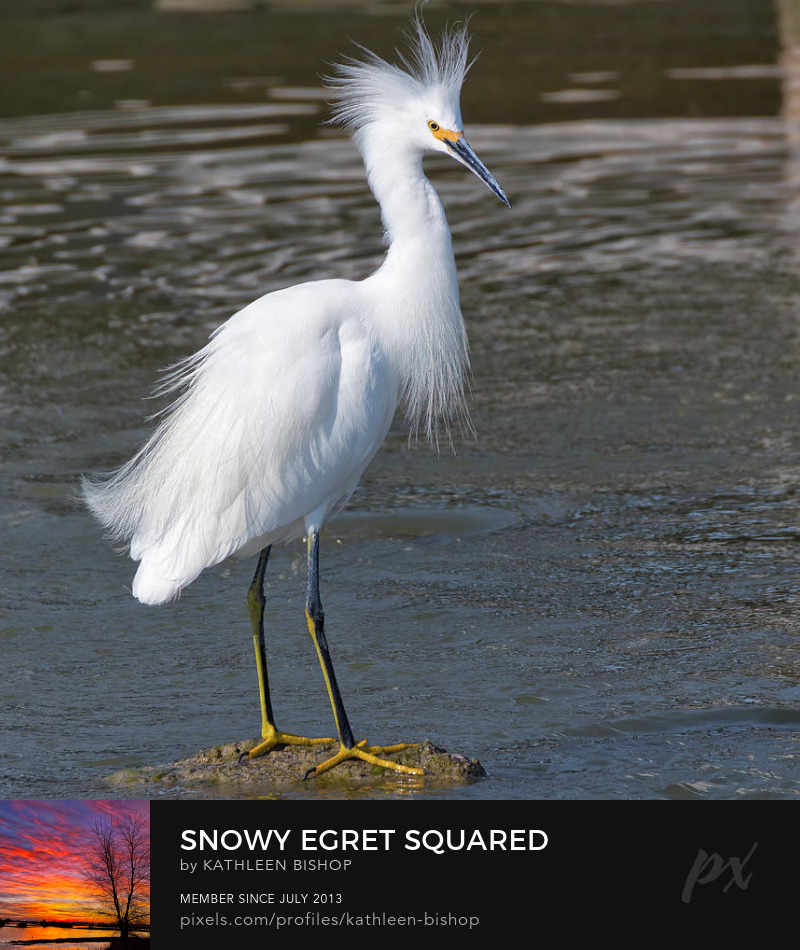 Snowy Egret Squared by Kathleen Bishop Photography