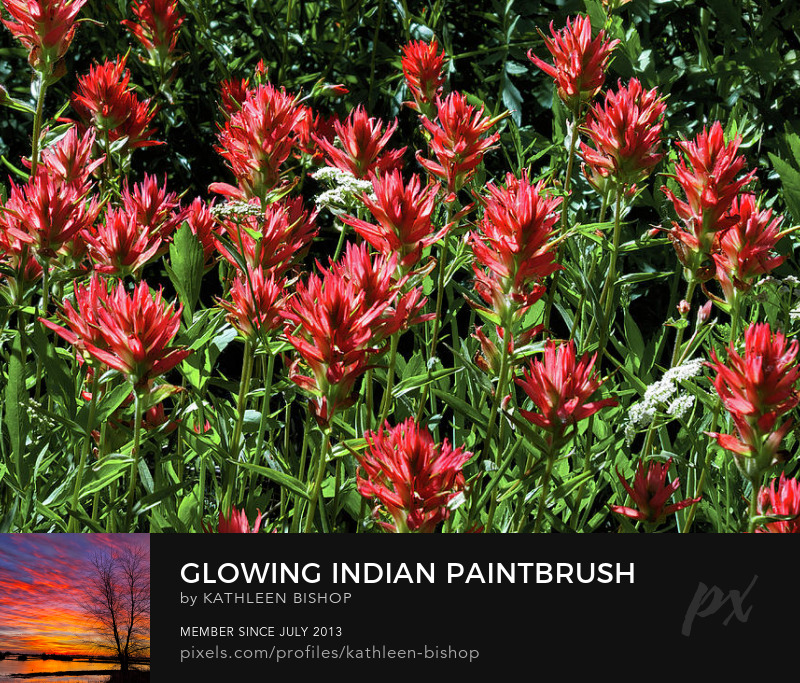Glowing Indian Paintbrush by Kathleen Bishop Photography