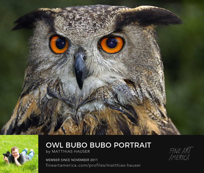 owl Art Online