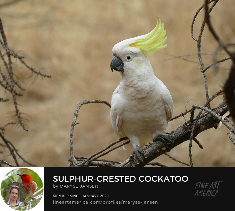 Sulphur-crested Cockatoo perched on a branch by Maryse Jansen