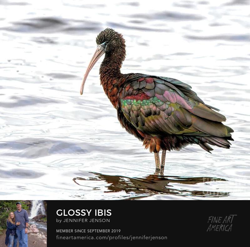 Glossy Ibis by Jennifer Jenson