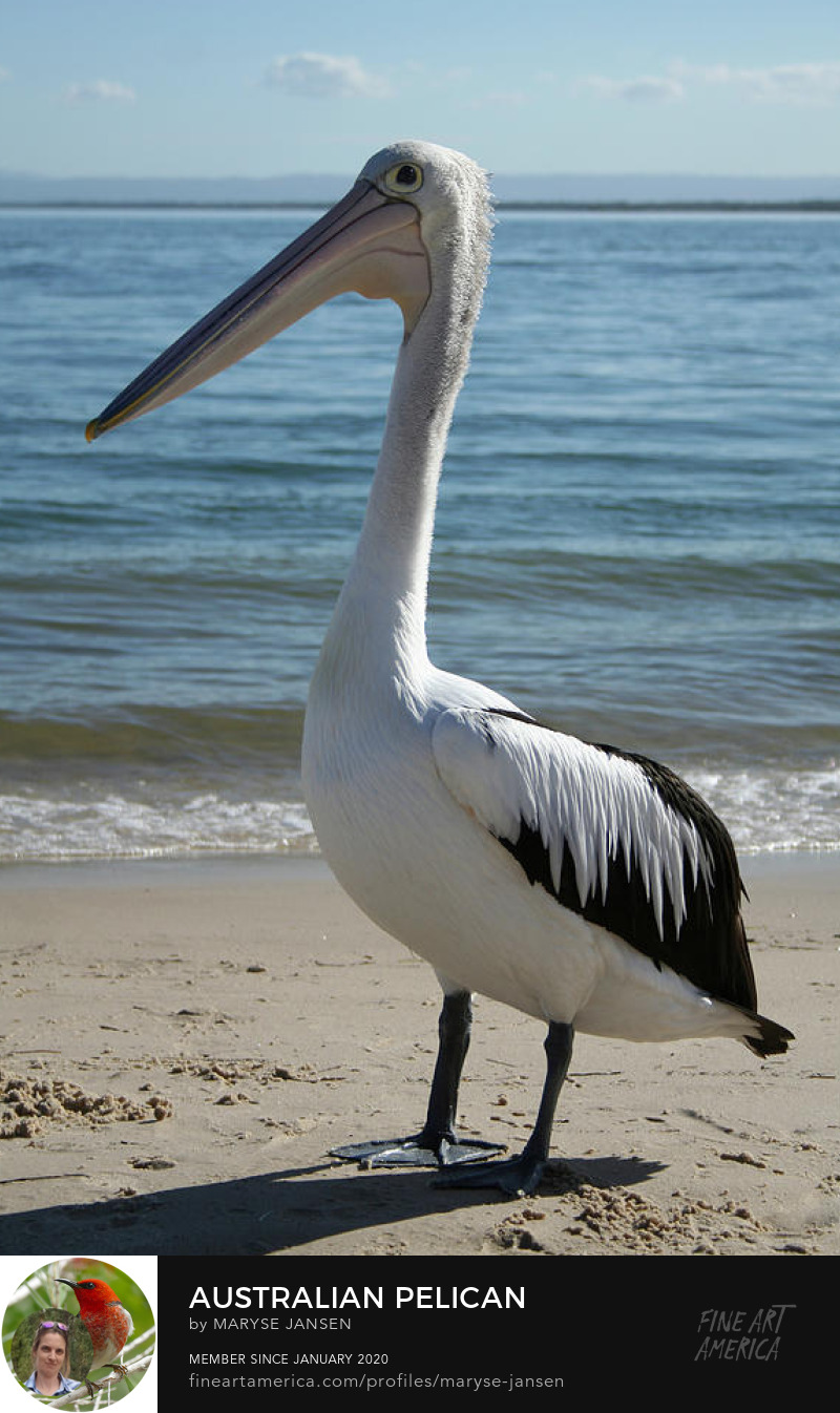 Australian Pelican by Maryse Jansen