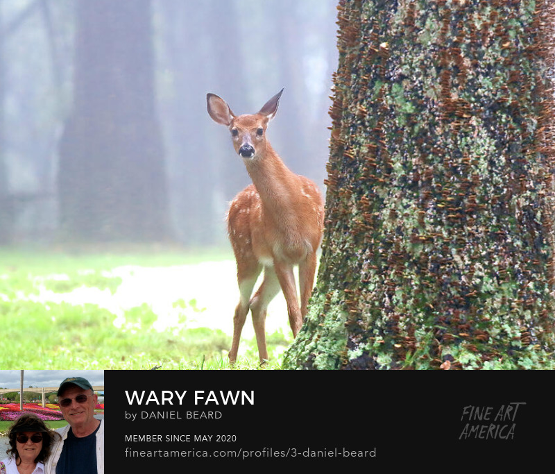 Wary Fawn  ~~~  Photo Art by Daniel Beard
