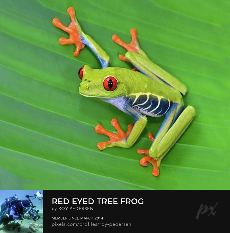 Red Eyed Tree Frog face mask by Roy Pedersen