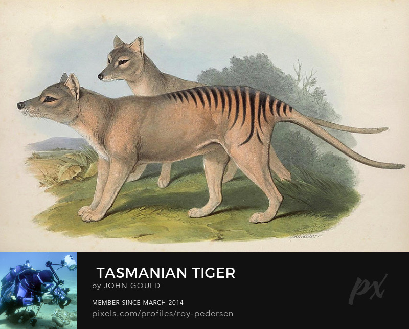 Tasmanian Tiger Roy Pedersen Australia animal