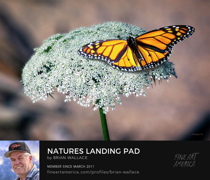 Natures Landing Pad by Brian Wallace