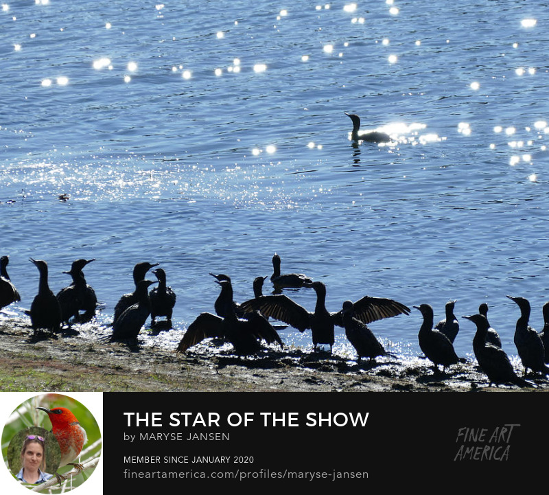 The Star of the Show by Maryse Jansen