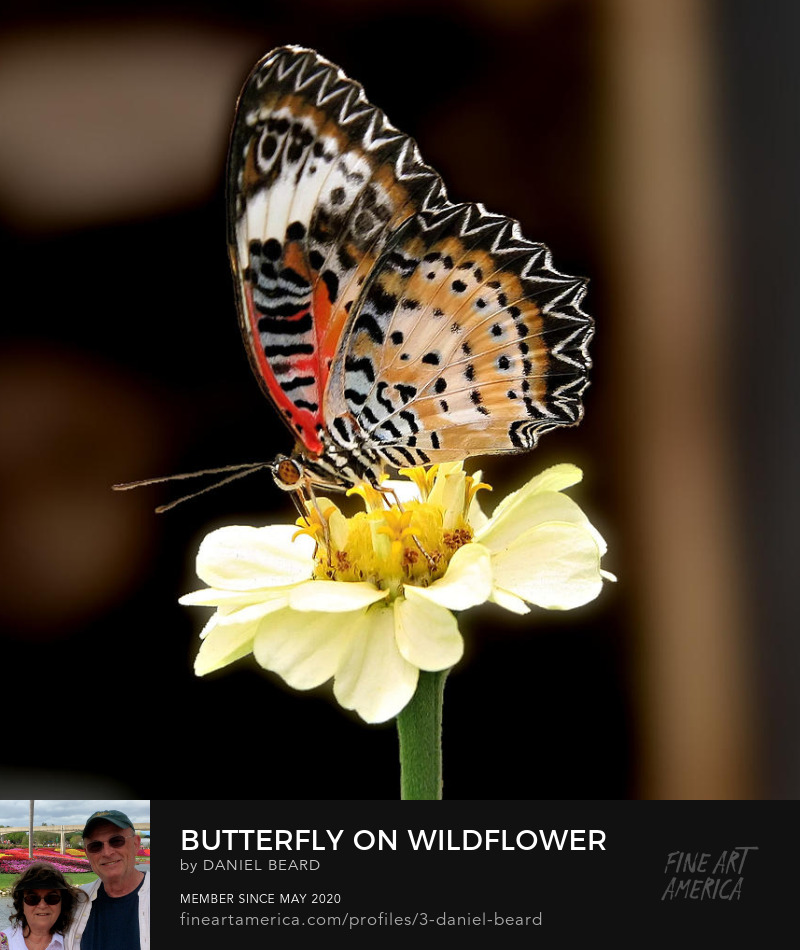 Butterfly On Wildflower  ~~~  Photo Art by Daniel Beard