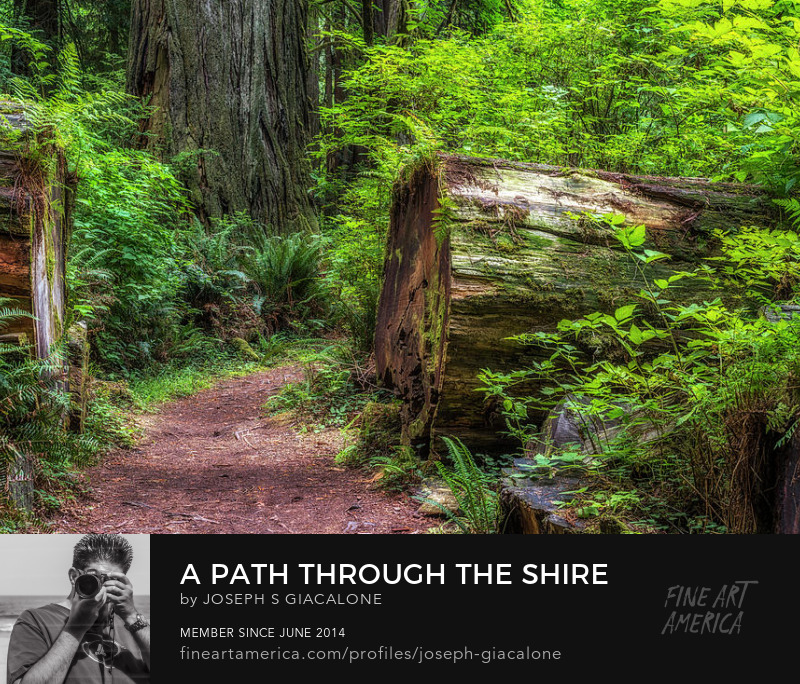 Redwood Forest Art Online