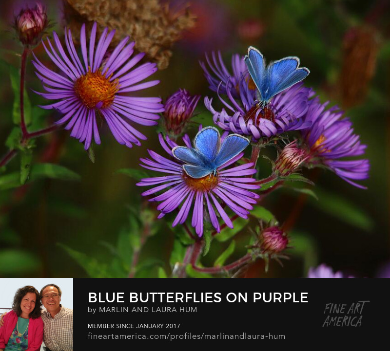 Blue Butterflies on Purple Asters by Marlin and Laura Hum