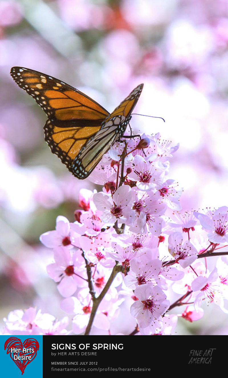 Monarch Butterfly of Pink Blossoms by HerArtsDesire