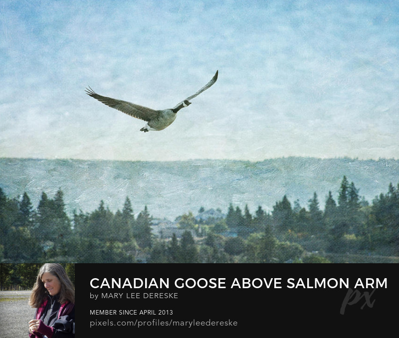 canadian-goose-above-salmon-arm-mary-lee-dereske