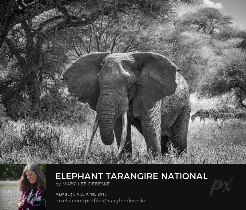 elephant-tarangire-national-park-tanzania-mary-lee-dereske