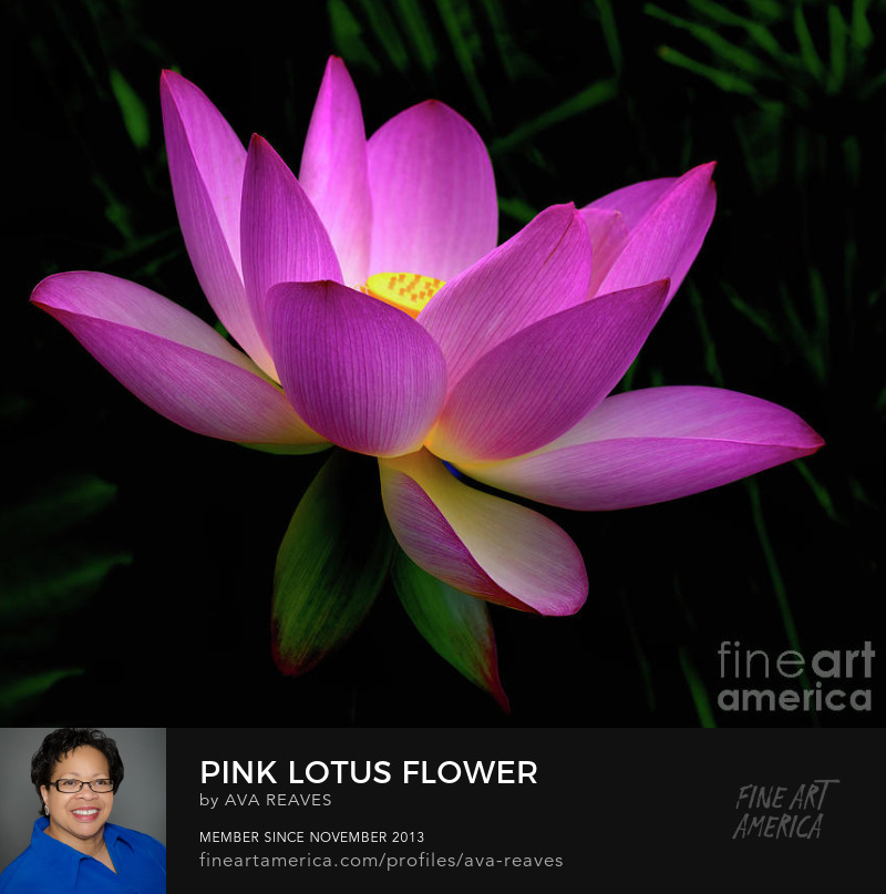 pink lotus with black background