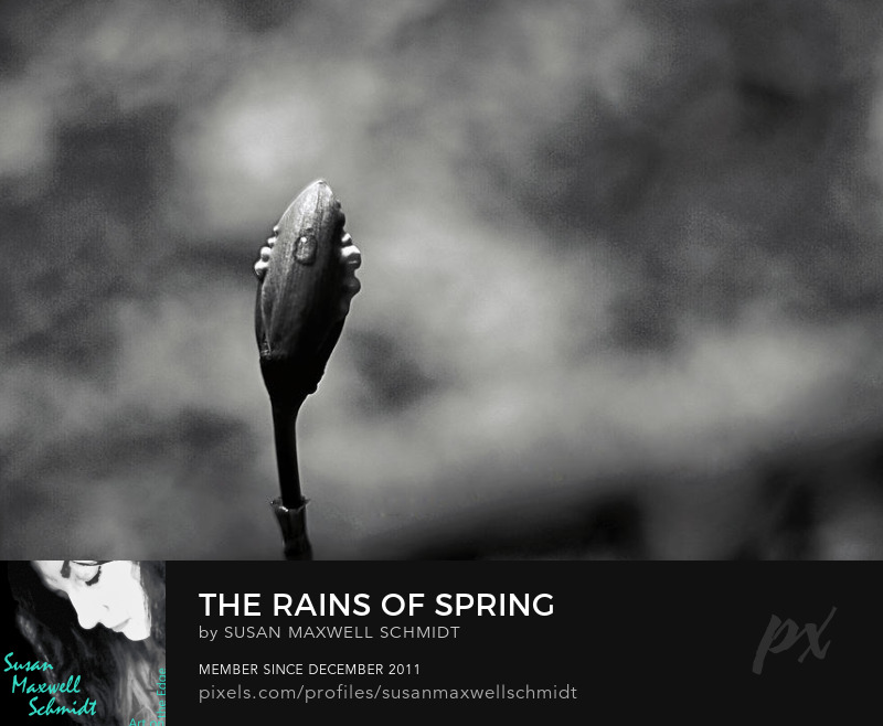 The Rains of Spring Photography Print by Susan Maxwell Schmidt
