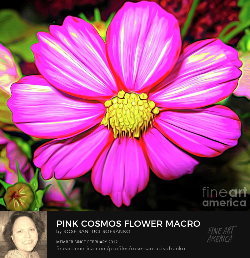 Pink Cosmos Flower Macro Abstract Expressionism Effect Buy Art Online