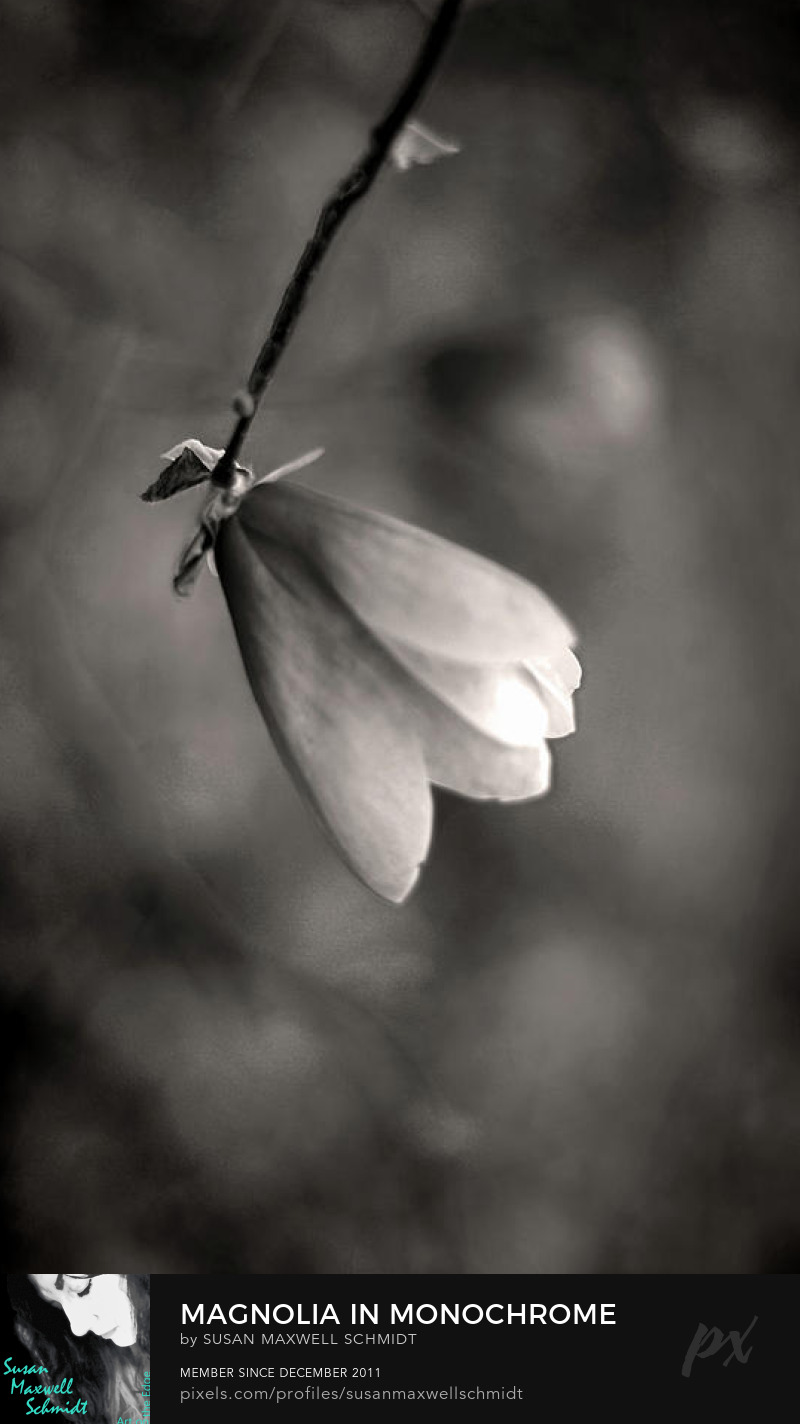 Magnolia in Monochrome Photography Print by Susan Maxwell Schmidt