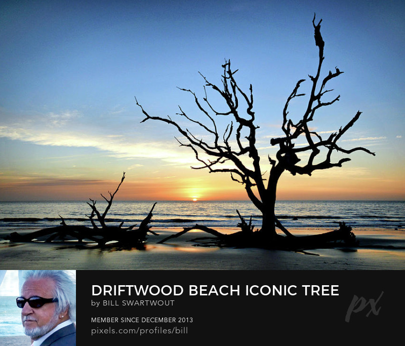 Driftwood Beach Prints