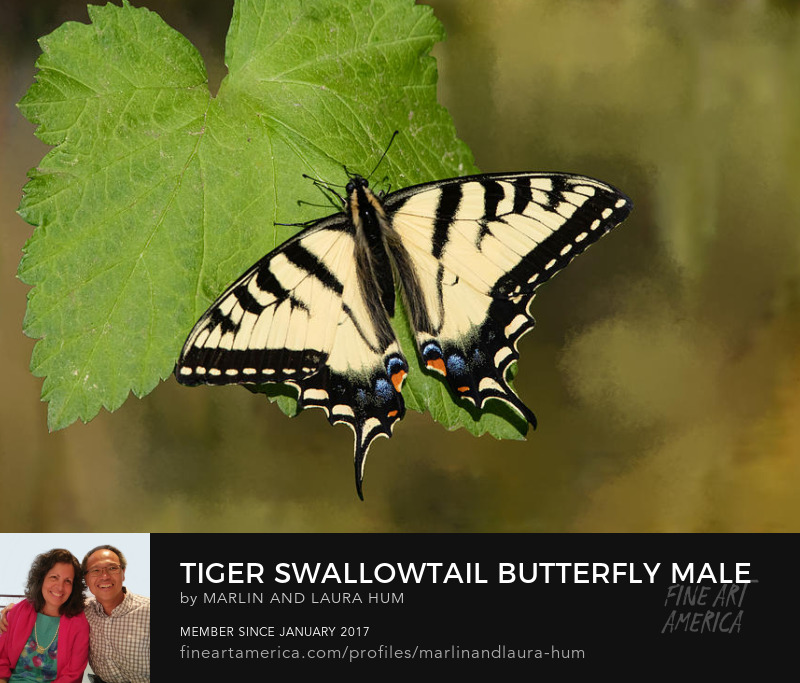 Tiger Swallowtail Butterfly Male by Marlin and Laura Hum