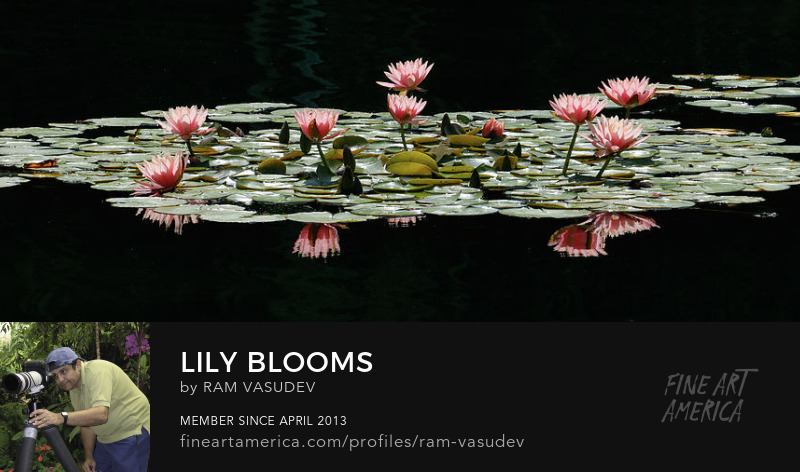 Lily Blooms Panorama Fine Art by Ram Vasudev